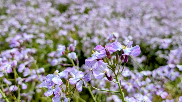 花畑の写真